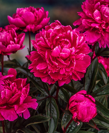 Piwonia chińska 'Jadwiga' | Paeonia lactiflora