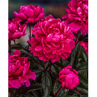 Piwonia chińska 'Jadwiga' | Paeonia lactiflora