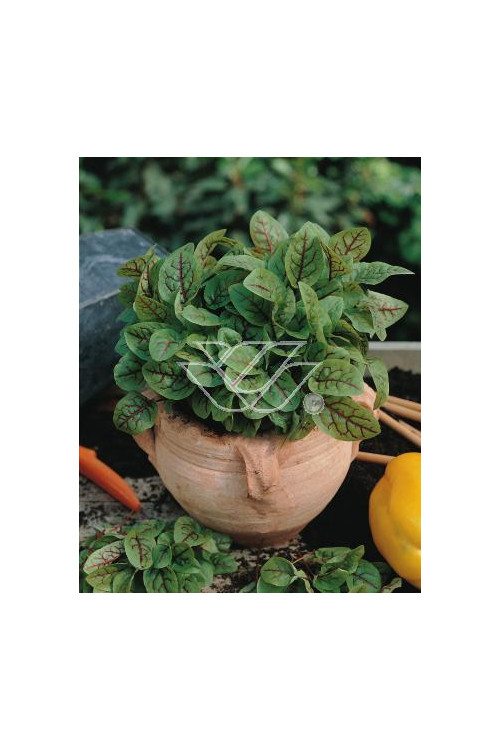 Szczaw 'Bloody Dock' Rumex sanguineus