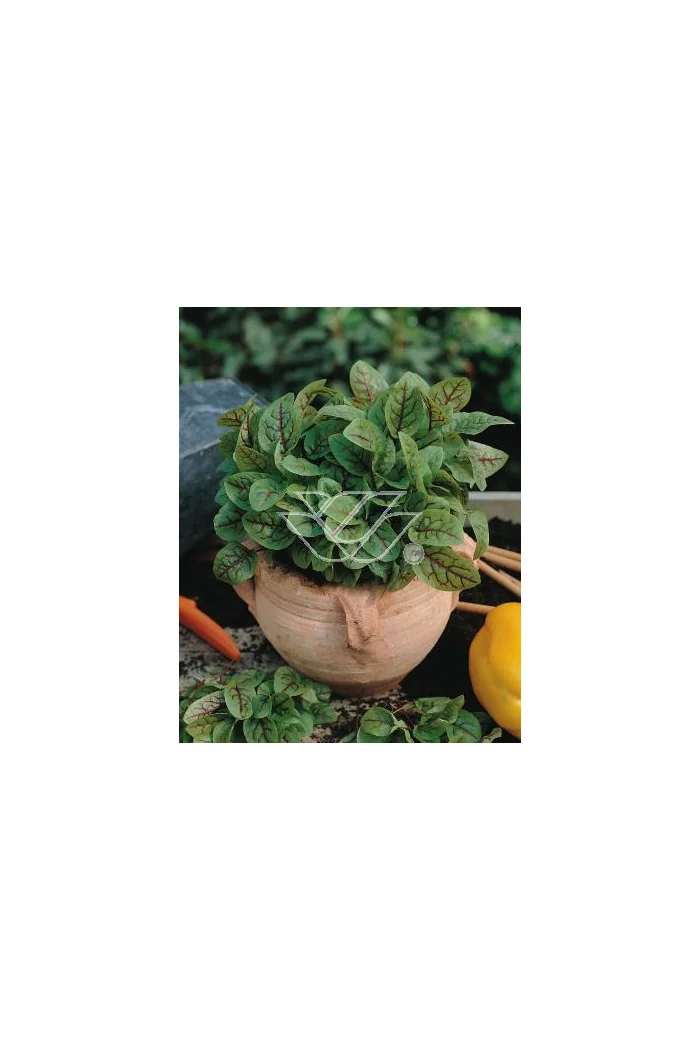 Szczaw 'Bloody Dock' Rumex sanguineus