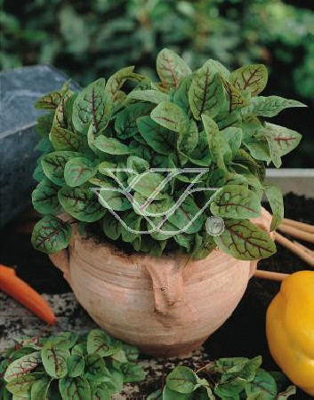 Szczaw 'Bloody Dock' Rumex sanguineus