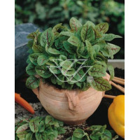 Szczaw 'Bloody Dock' Rumex sanguineus