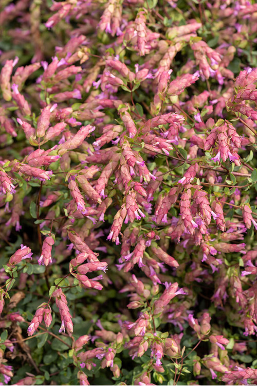 Oregano 'Bristol Cross' | Origanum hybrida