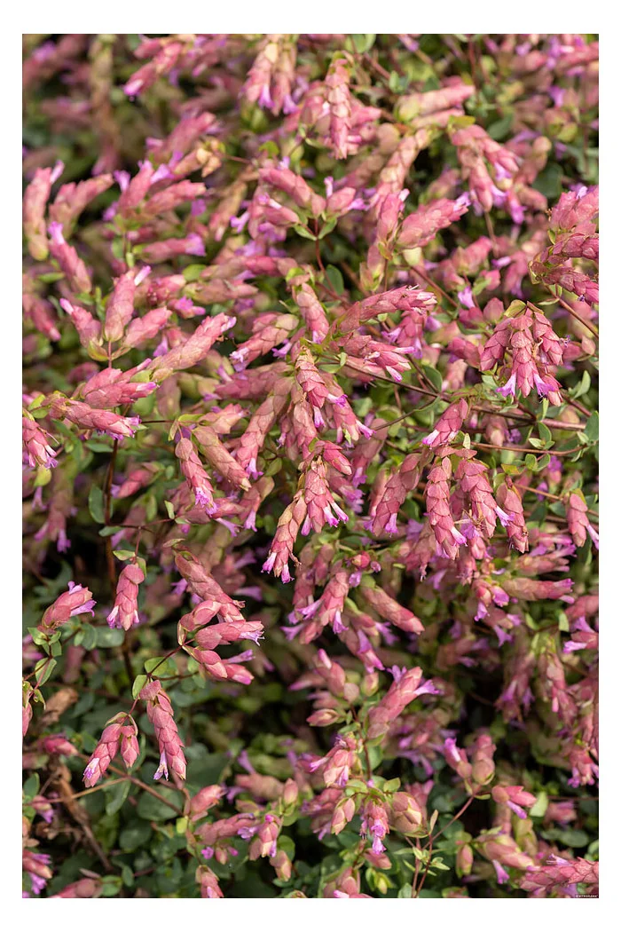 Oregano 'Bristol Cross' | Origanum hybrida