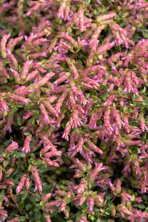 Oregano 'Bristol Cross' | Origanum hybrida