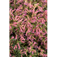 Oregano 'Bristol Cross' | Origanum hybrida