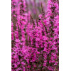 Krwawnica 'Luminara Hot Pink' | Lythrum