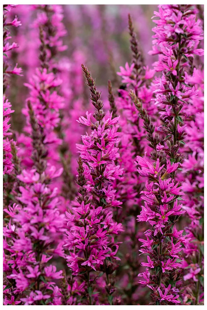 Krwawnica 'Luminara Hot Pink' | Lythrum