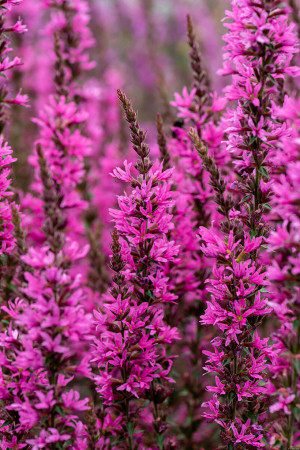 Krwawnica 'Luminara Hot Pink' | Lythrum