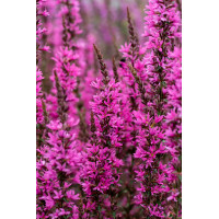 Krwawnica 'Luminara Hot Pink' | Lythrum