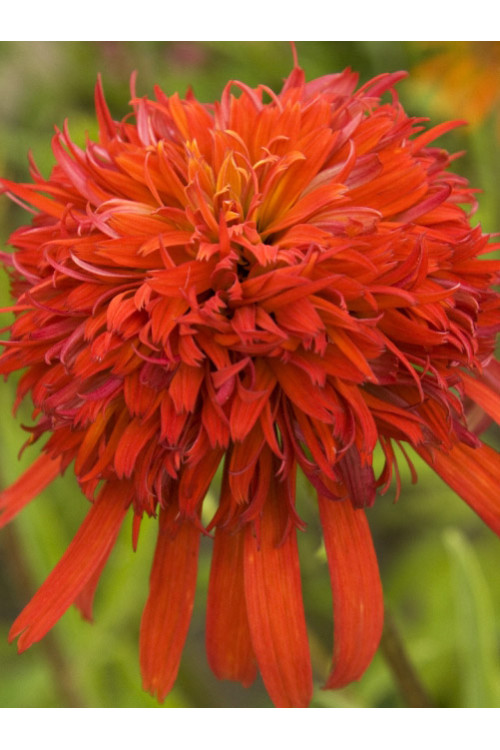 jeżówka, jeżówka Summer Salsa,echinacea, echinacea Summer Salsa