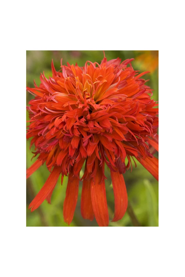 jeżówka, jeżówka Summer Salsa,echinacea, echinacea Summer Salsa