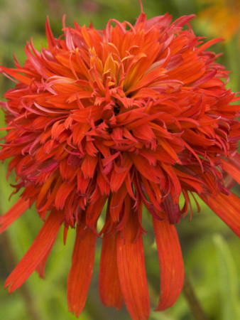 jeżówka, jeżówka Summer Salsa,echinacea, echinacea Summer Salsa