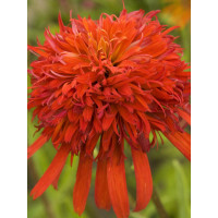 jeżówka, jeżówka Summer Salsa,echinacea, echinacea Summer Salsa