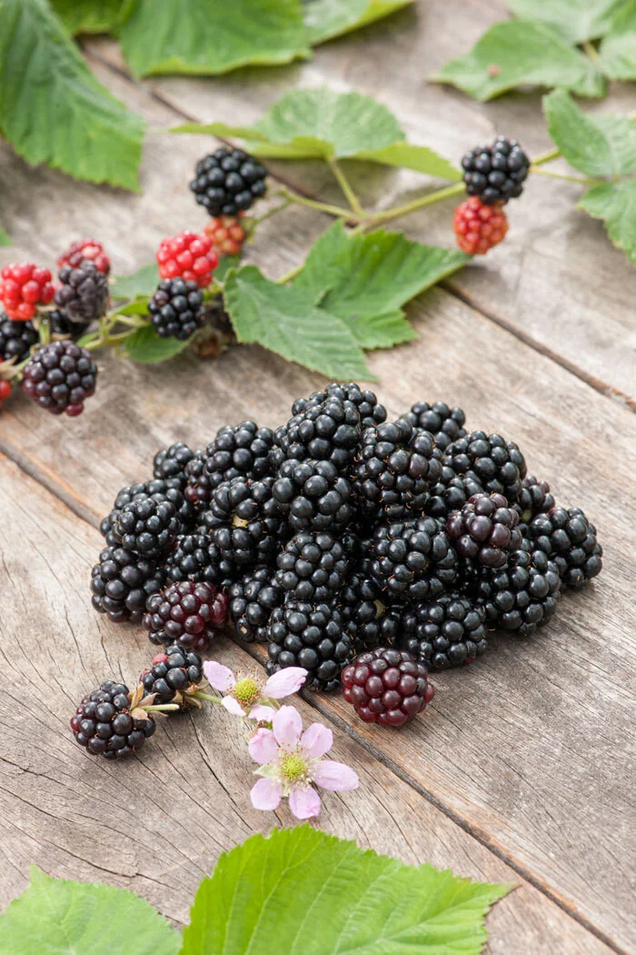 Jeżyna bezkolcowa 'Polar' | Rubus fruticosus