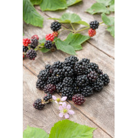 Jeżyna bezkolcowa 'Polar' | Rubus fruticosus
