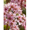 Bergenia sercolistna 'Oeschberg' Bergenia cordifolia
