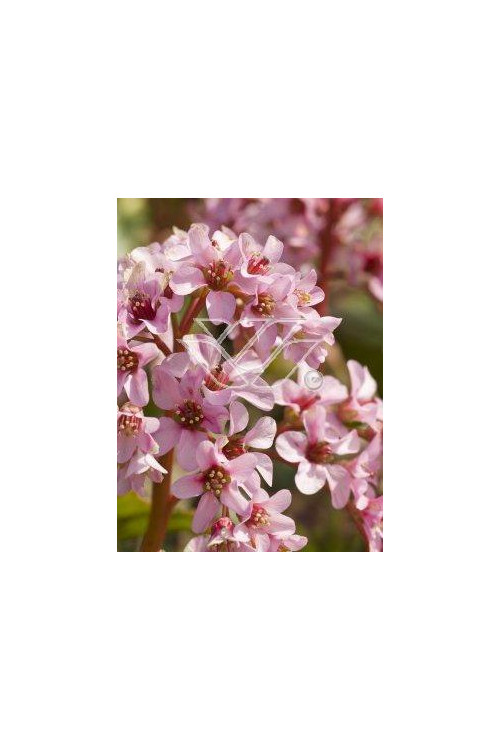 Bergenia sercolistna 'Oeschberg' Bergenia cordifolia