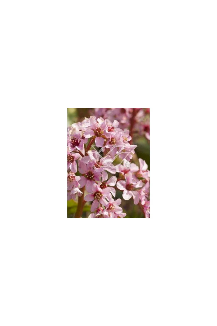 Bergenia sercolistna 'Oeschberg' Bergenia cordifolia