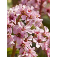 Bergenia sercolistna 'Oeschberg' Bergenia cordifolia