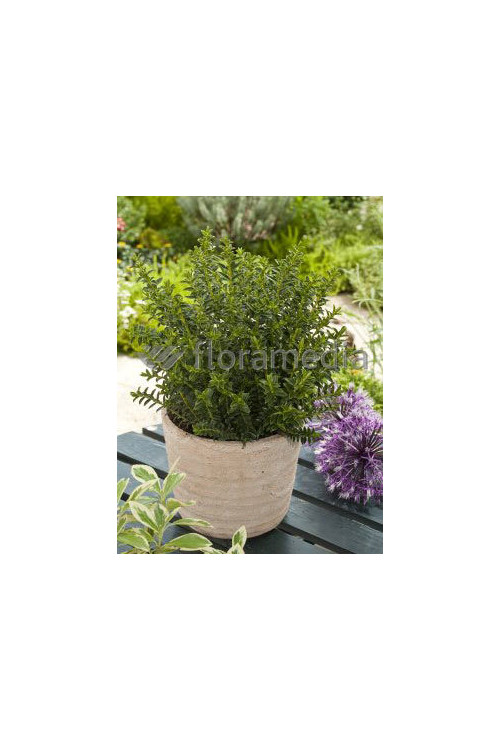 Hebe bukszpanowate Hebe odora