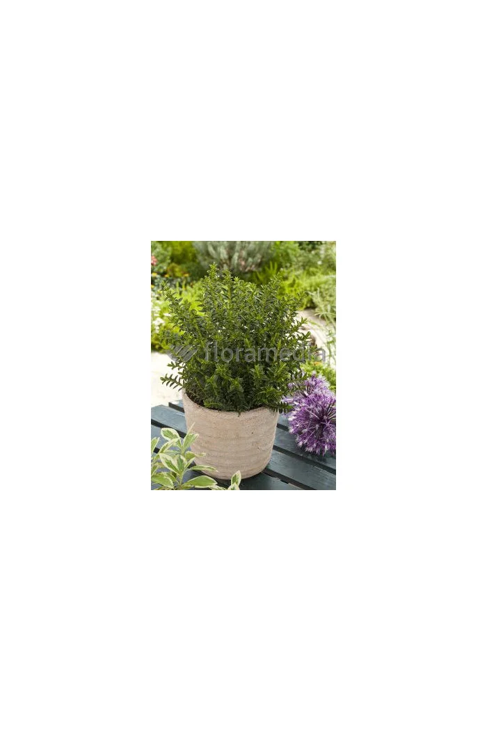 Hebe bukszpanowate Hebe odora