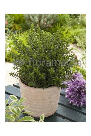 Hebe bukszpanowate Hebe odora