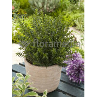 Hebe bukszpanowate Hebe odora