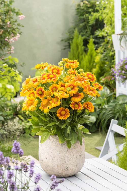 Gaillardia oścista 'Arizona Apricot' Gaillardia aristata