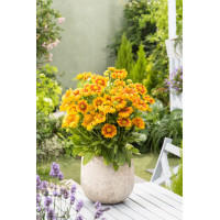 Gaillardia oścista 'Arizona Apricot' Gaillardia aristata