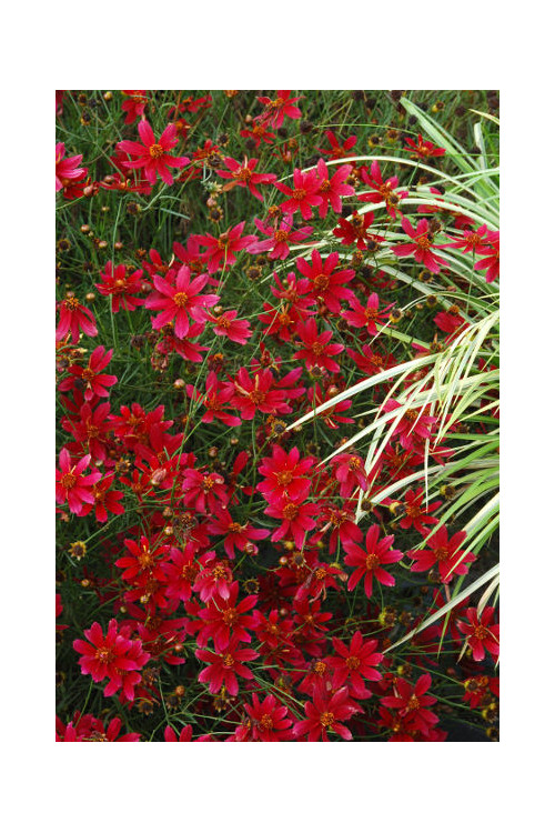 Nachyłek 'Center Stage' Coreopsis