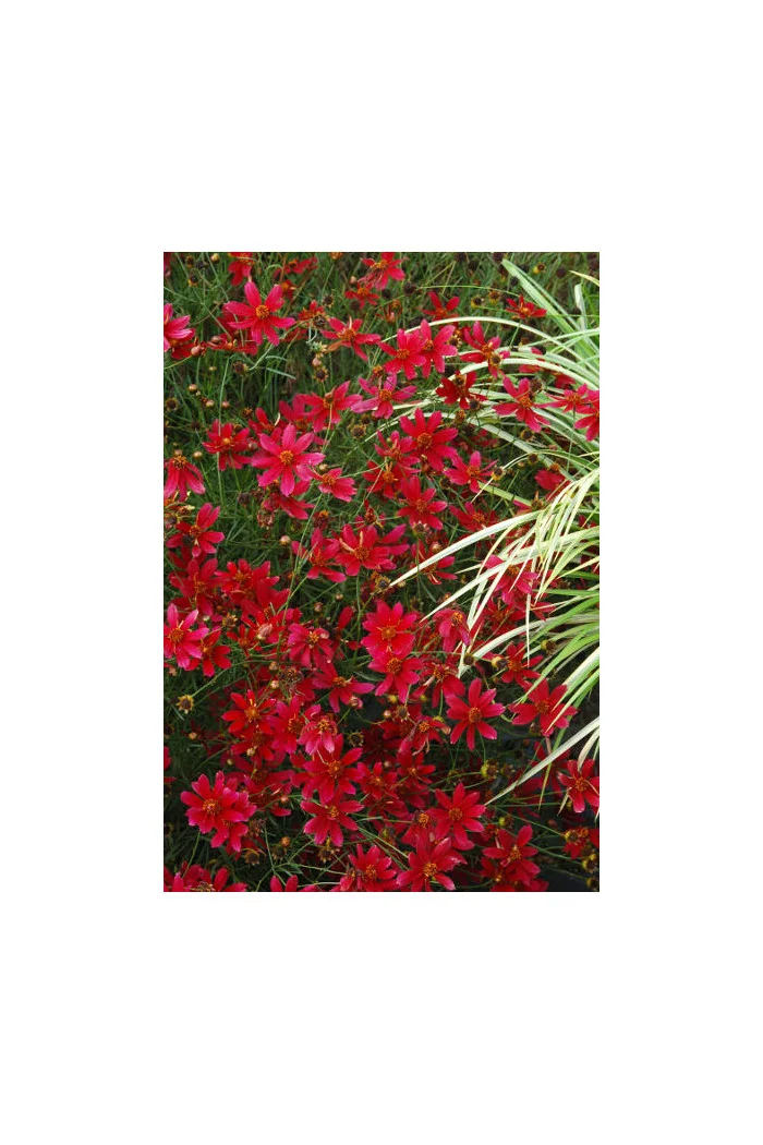 Nachyłek 'Center Stage' Coreopsis