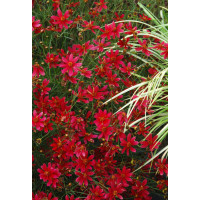 Nachyłek 'Center Stage' Coreopsis