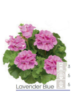 Pelargonia Calioppe 'Lavender Blue'