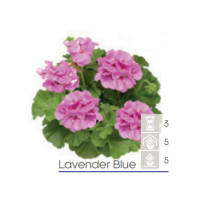 Pelargonia Calioppe 'Lavender Blue'