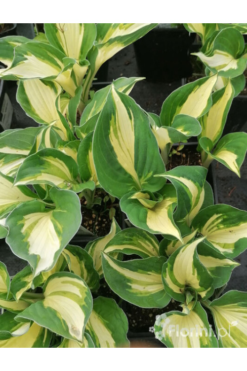 Funkia 'Vulcan' Hosta
