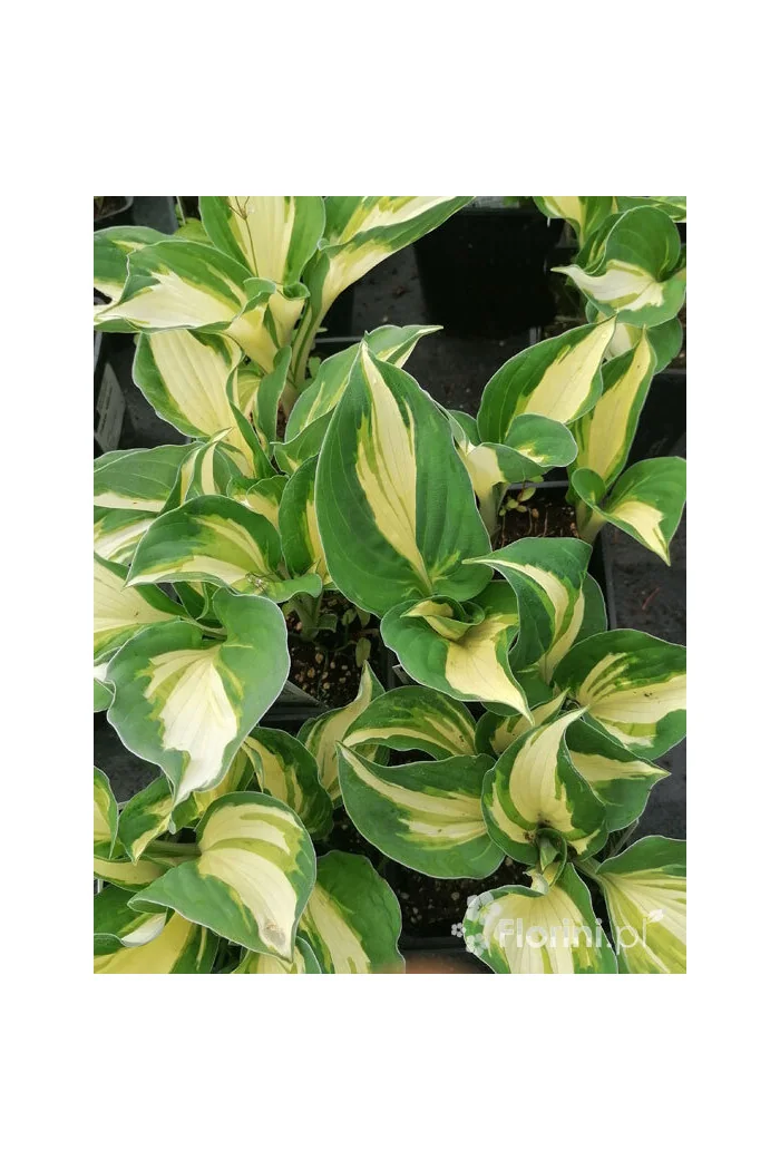 Funkia 'Vulcan' Hosta