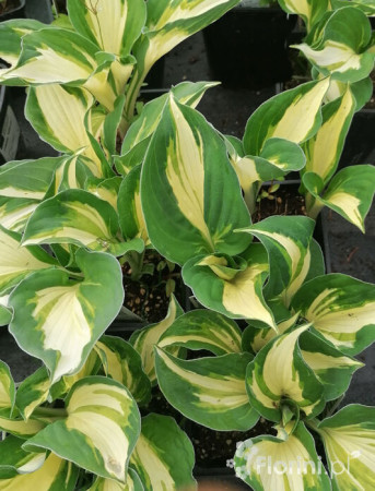 Funkia 'Vulcan' Hosta