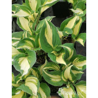 Funkia 'Vulcan' Hosta