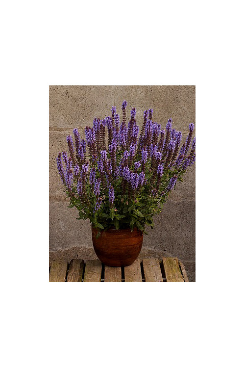 Szałwia omszona 'Salute Ice Blue' | Salvia nemorosa