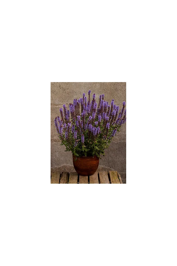 Szałwia omszona 'Salute Ice Blue' | Salvia nemorosa