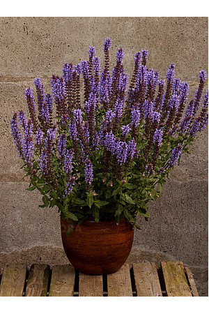 Szałwia omszona 'Salute Ice Blue' | Salvia nemorosa