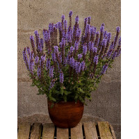 Szałwia omszona 'Salute Ice Blue' | Salvia nemorosa
