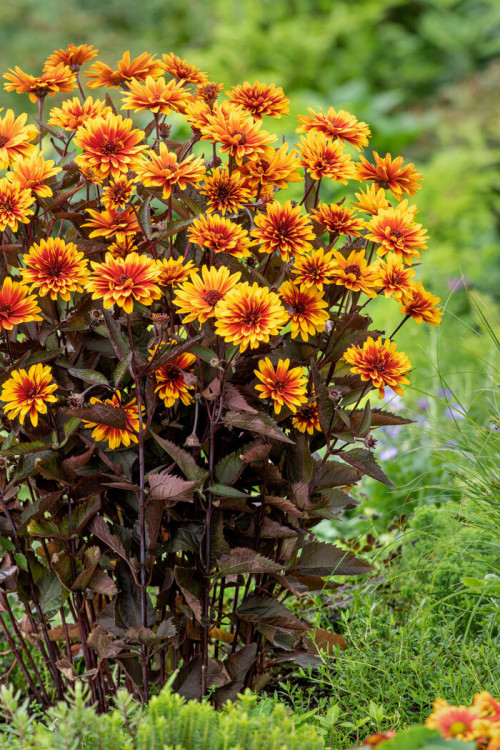 Słoneczniczek szorstki 'Funky Spinner' | Heliopsis helianthoides