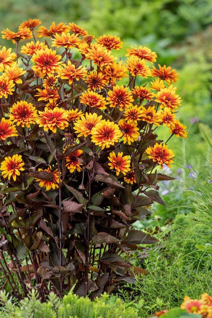 Słoneczniczek szorstki 'Funky Spinner' | Heliopsis helianthoides