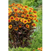 Słoneczniczek szorstki 'Funky Spinner' | Heliopsis helianthoides