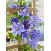 Powojnik 'Xerxes' | Clematis