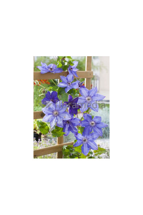Powojnik 'Xerxes' | Clematis