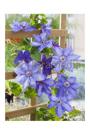 Powojnik 'Xerxes' | Clematis