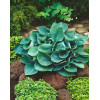Funkia 'Big Daddy' Hosta